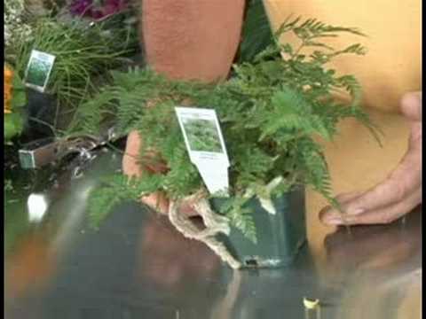 how to transplant rabbit's foot fern