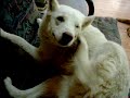 Gypsy Howling
