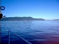 Orca whales in the Puget Sound