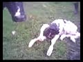 Parto de una vaca screen 4