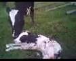 Parto de una vaca