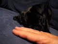 Playing with Max