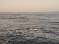 Dolfijnen voor de kust van Marokko Tetouan
