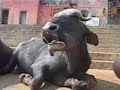 Varanasi Buffibuffali a Narad Ghat