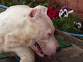 Pama-Dogo argentino & giant schnauzer
