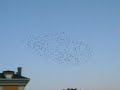 Starling Dance in Asturias