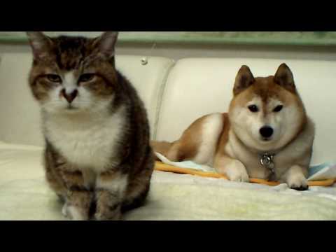 「[イヌ＆ネコ]動物版「Living Photograph」と呼べるような微動だにしない2匹のペット。」のイメージ