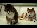 [イヌ＆ネコ]動物版「Living Photograph」と呼べるような微動だにしない2匹のペット。のサムネイル