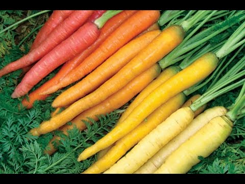 how to grow carrots from other carrots