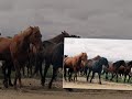 Sombrero Ranch - For the Love of Horses