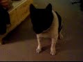 Akita \"obedience\"