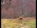 Dopo due secoli il cervo è tornato a vivere sui Sibillini Dopo due secoli il cervo è tornato a vivere sui Sibillini