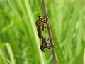 ???Tabanidae?