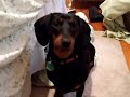 Margo the Dachshund Does Tricks Margo the Dachshund Does Tricks