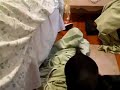 Dachshund
