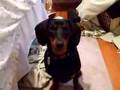 Margo the Dachshund Does Tricks