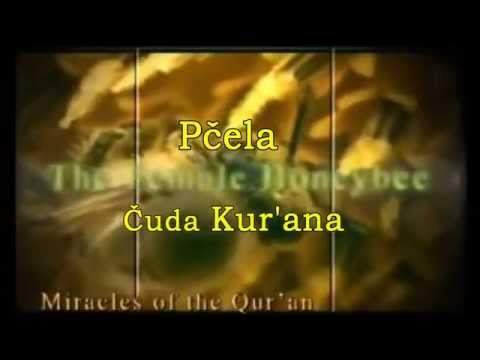 apikultura - Pčela
