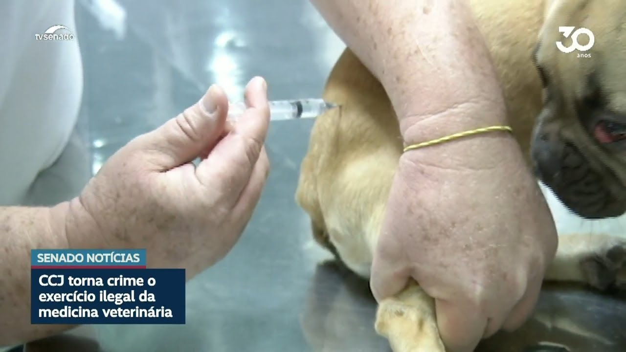 CCJ torna crime o exercício ilegal da medicina veterinária