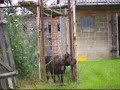 Presa Canario Prison Break