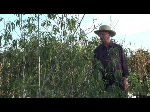 how to grow a peach tree