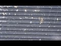 Click here to watch this video Hand Sluicing Gold (Clearfork River, Ohio)