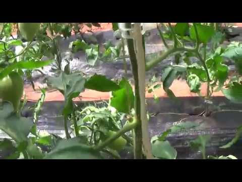 how to cure eggplant