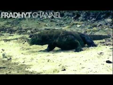 how to treat komodo dragon bite