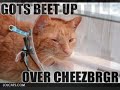 LOLCATS!!! Slide show
