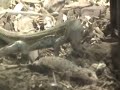 vibora comiendo