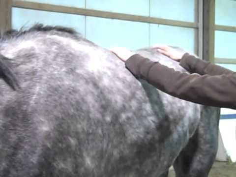 how to perform equine massage