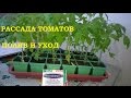 Видео - Рассада томатов полив и уход! Как защитить томаты от пересыхания и переувлажнения.