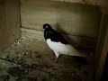 visite du pigeonnier de thomas