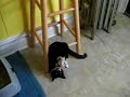 my tuxedo cat is obsessed with her back legs and tail. she comes up with different ways to play with them.