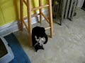 my tuxedo cat is obsessed with her back legs and tail. she comes up with different ways to play with them.