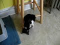 my tuxedo cat is obsessed with her back legs and tail. she comes up with different ways to play with them.
