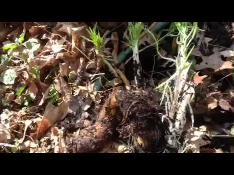 how to transplant horseradish