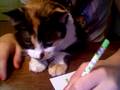 When cats Attack!!!! (pencils)