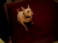 My Bull Terrier Joe My Bull Terrier Joe