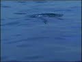 Stiped Bass Attacking Surface Lure on The Fishing Line