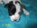 Puppies of papillon