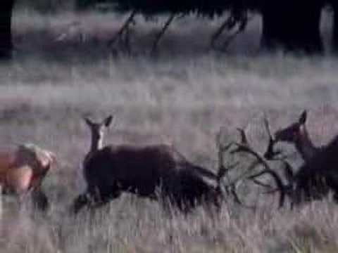 Red deer fight