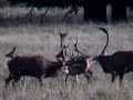 Red deer fight