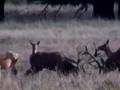 Red deer fight