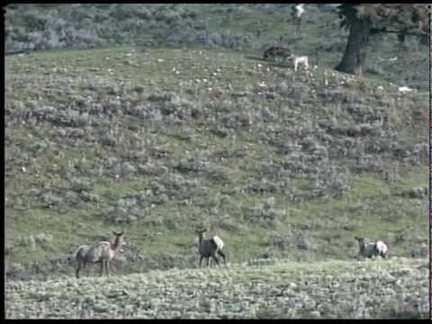 Gray Wolves