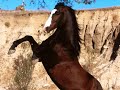 its-my-life-horses.html