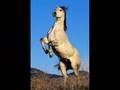 Run with the wild horses