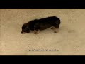 Mayor! (with French subtitles)