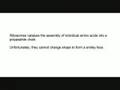 Translation of mRNA