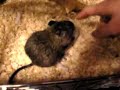 Angry degu