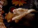 Cute Kitten!!